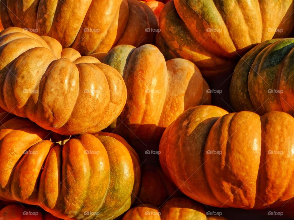 Autumn Color With Pumpkins
