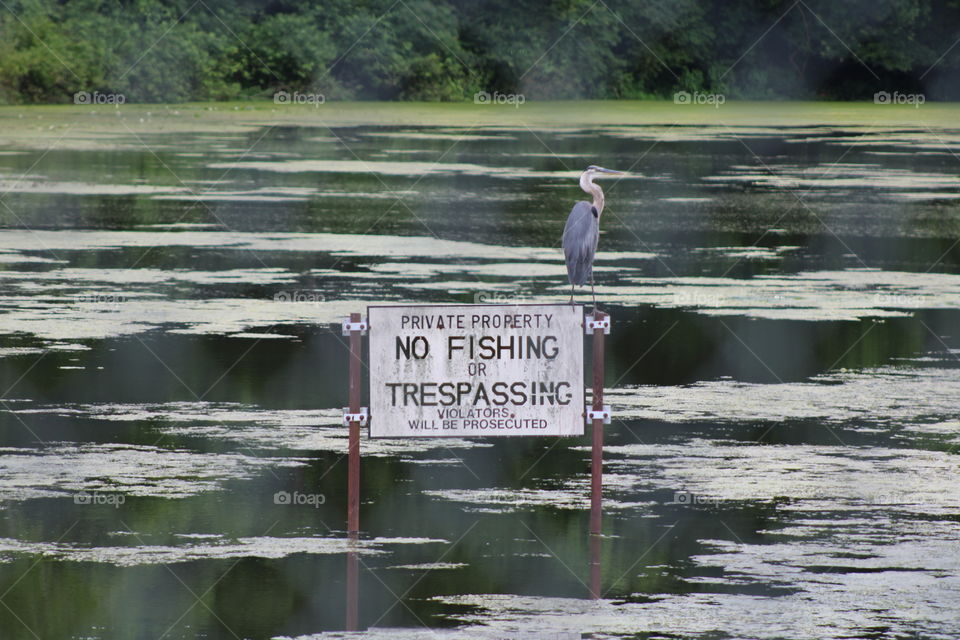 Bird on sign in pond