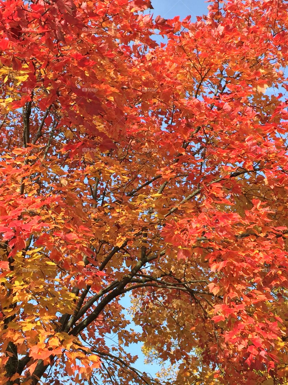 Tree on side street in southeast mi