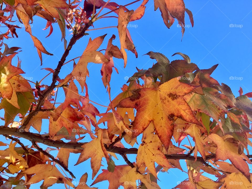 Colourful leaves with blue sky.
