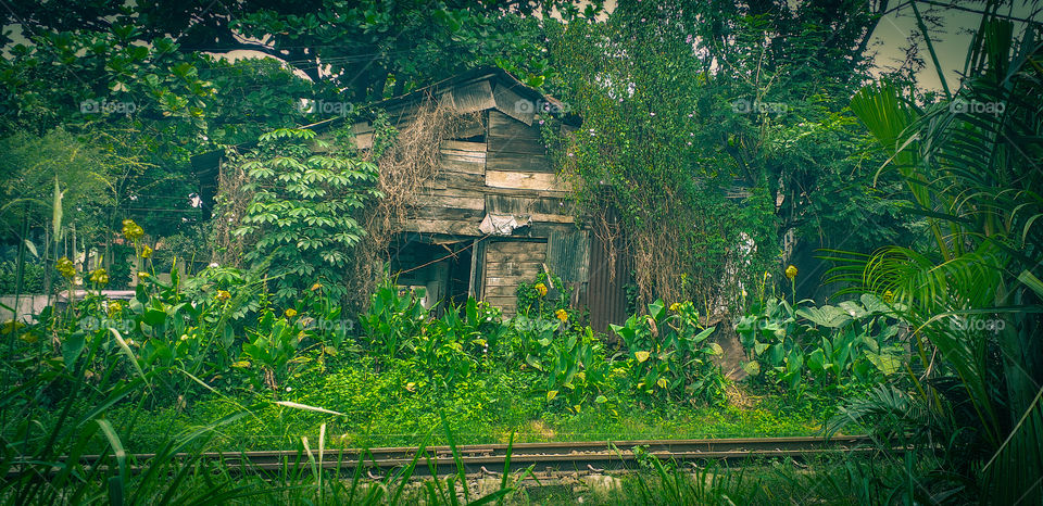 amazing old house occupied by nature