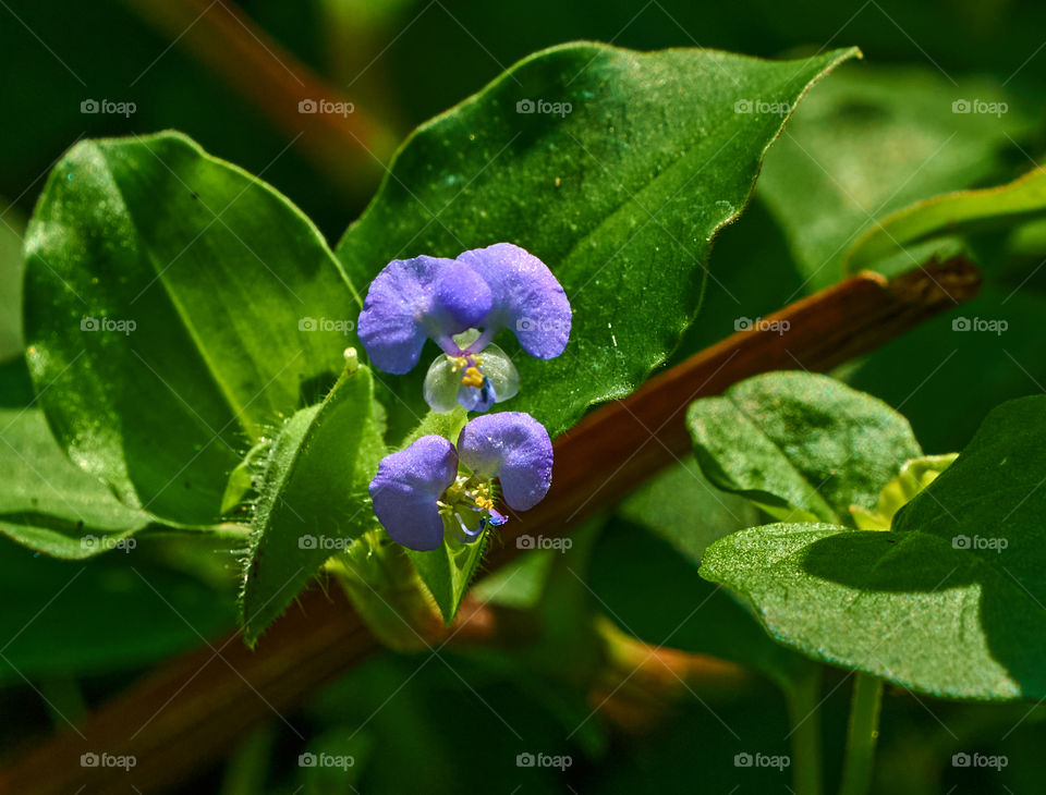 Asiatic flower - small