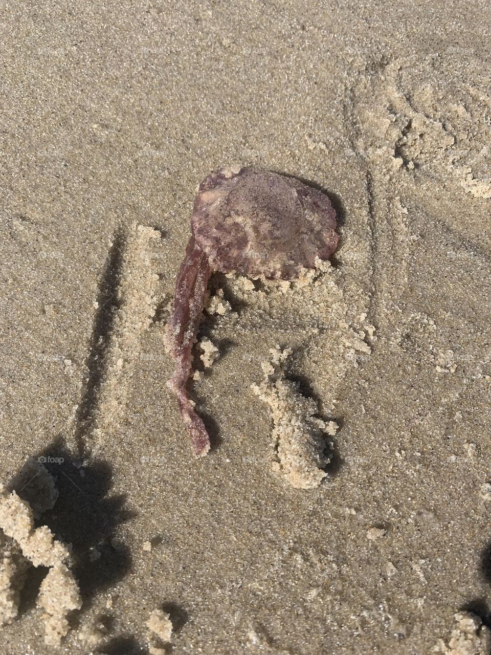 Look who washed up with some friends. Jelly Shots 📸