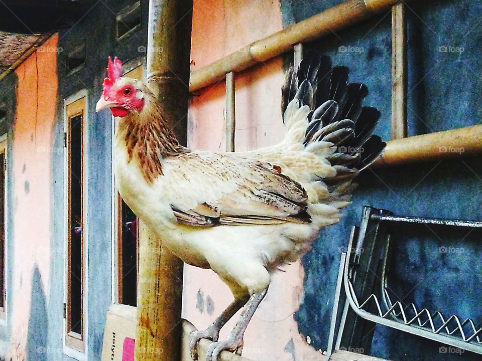 Hen