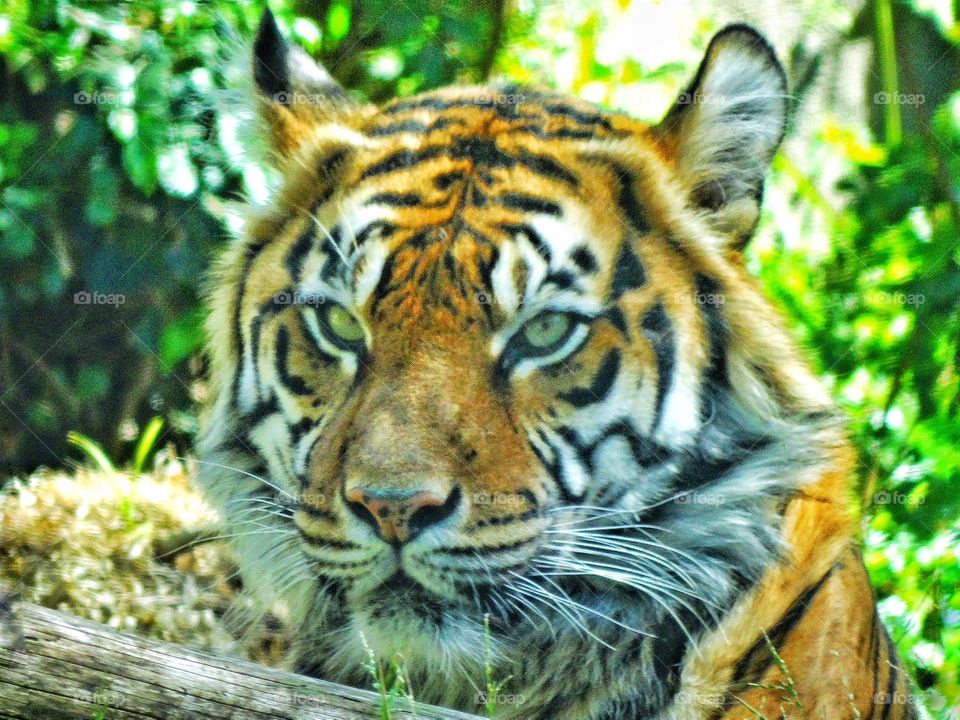 Sumatran Tiger. Proud Majestic Sumatran Tiger
