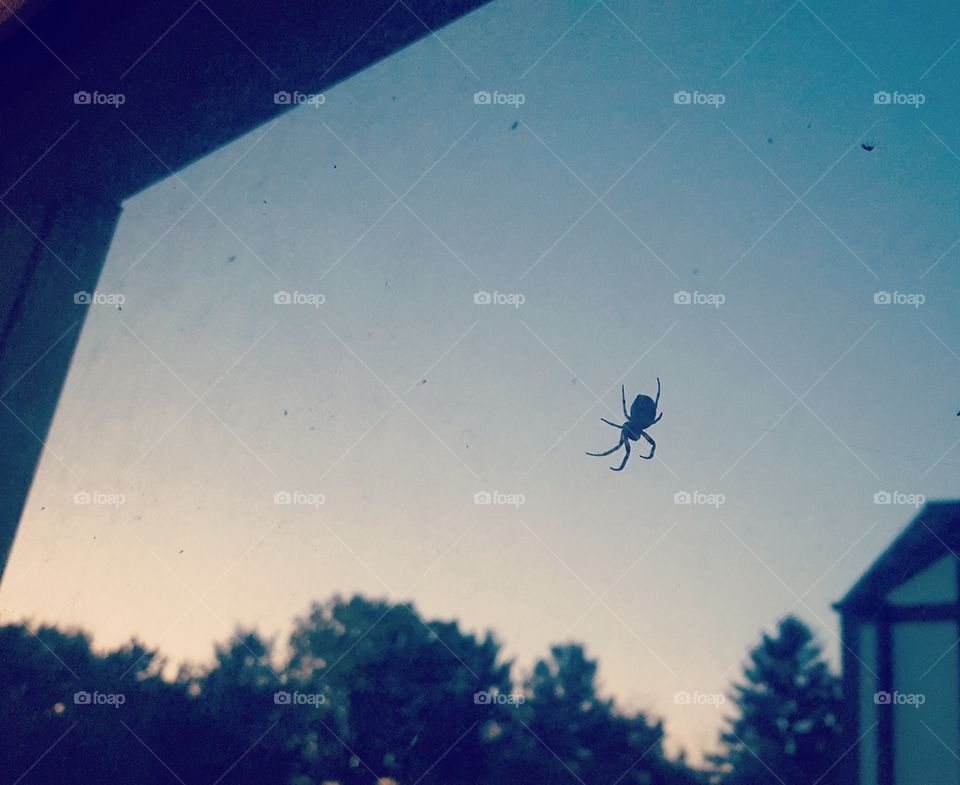 Spider Outside