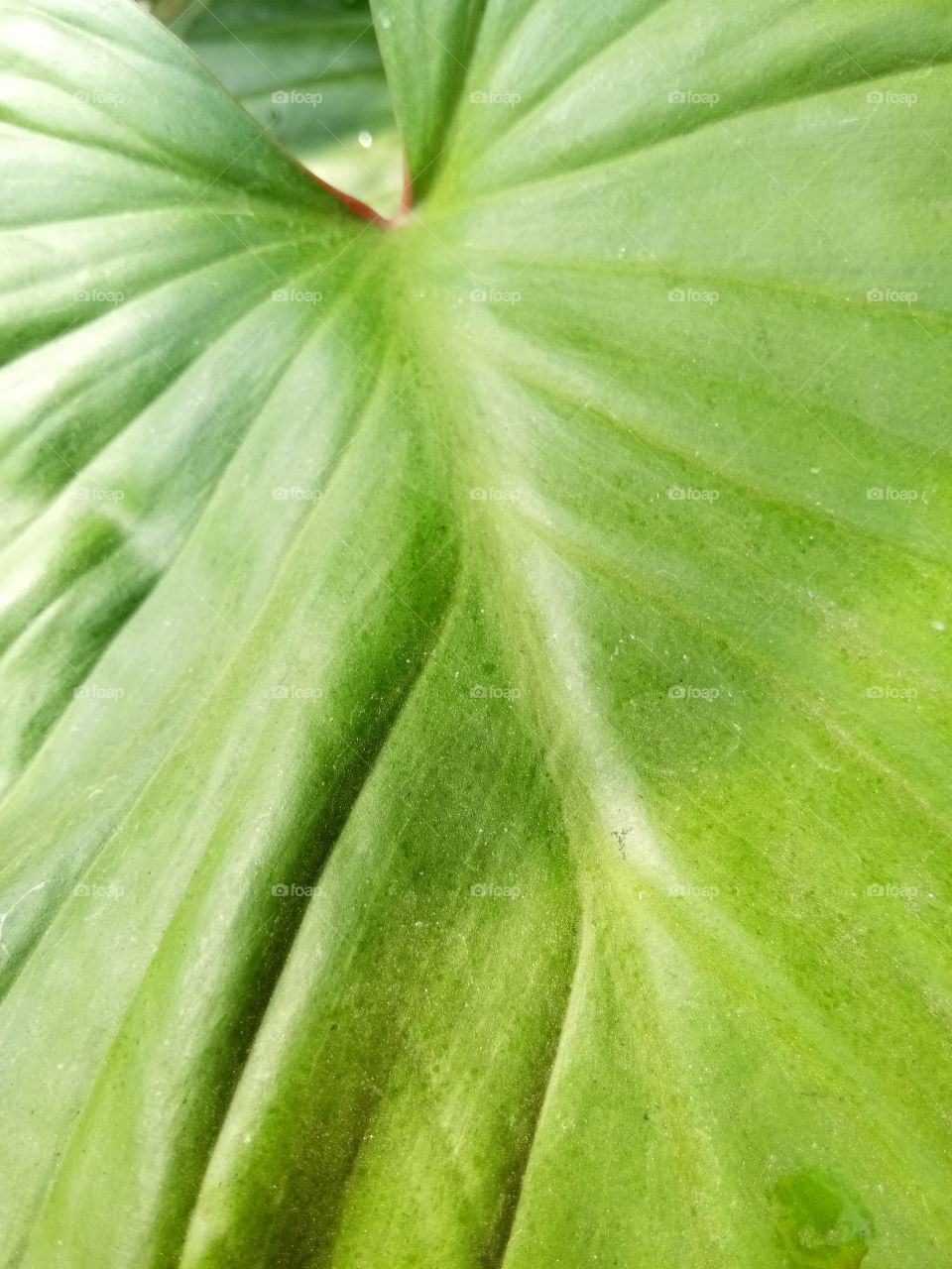 green
leaf
