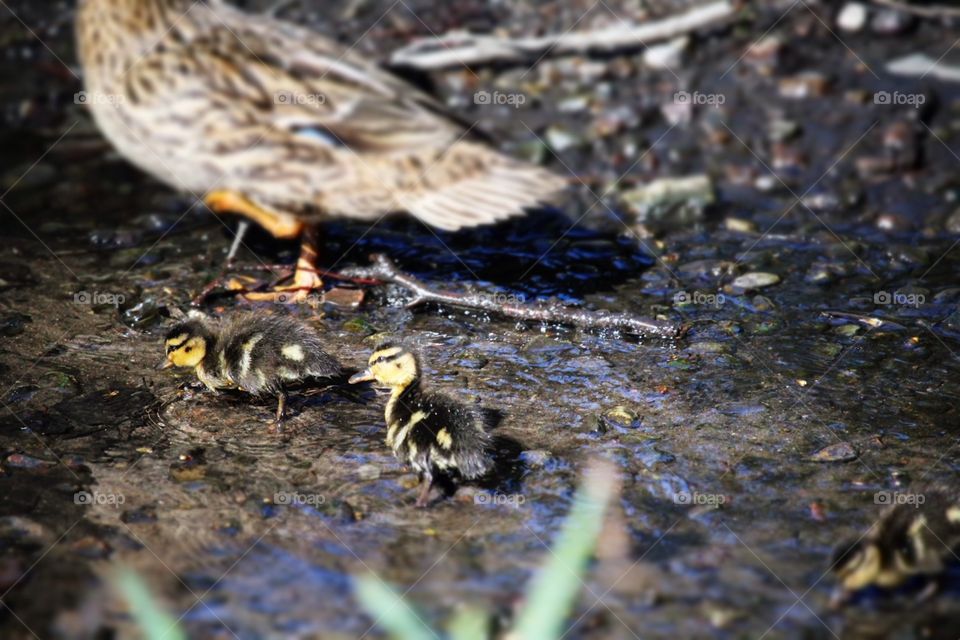 Nature, Bird, Outdoors, Wildlife, Animal