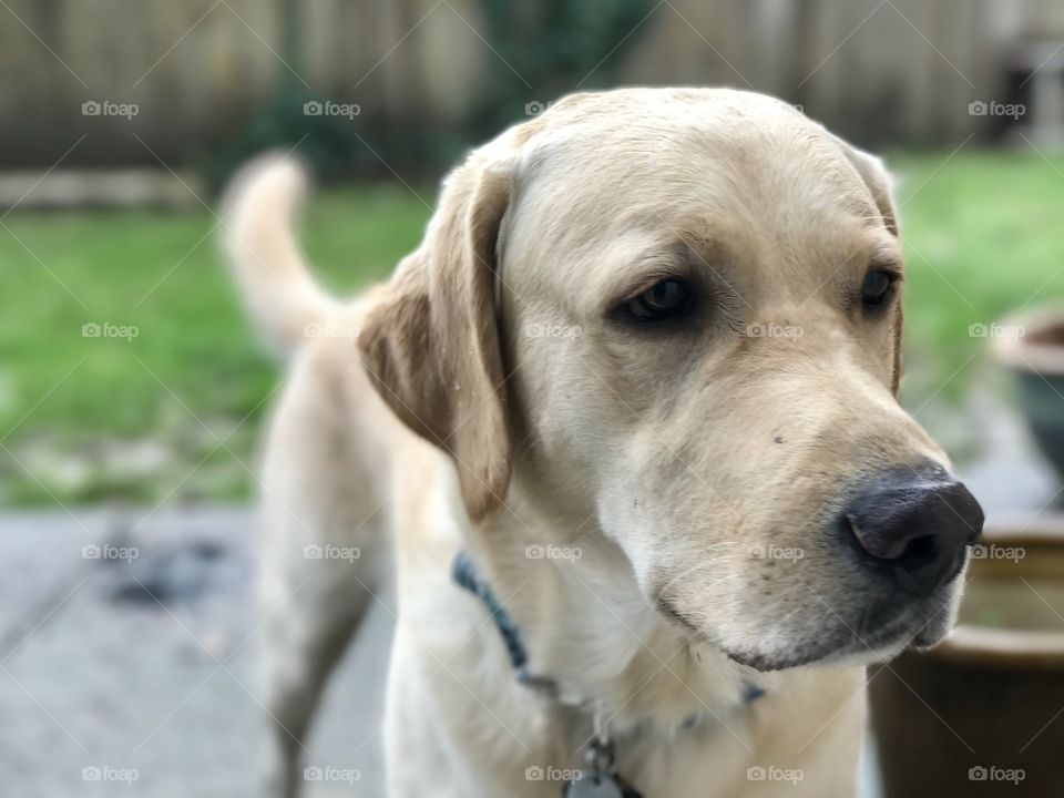 Dog, Pet, Animal, Canine, Mammal