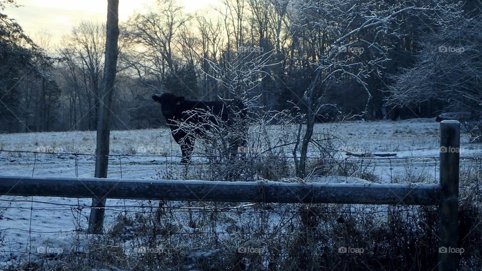 Early Morning scene Winter ice and snow inside fenced in area where an angus cow stands