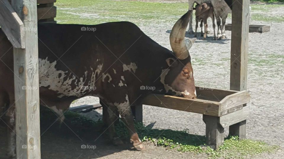 Bull Drinking out of bucket