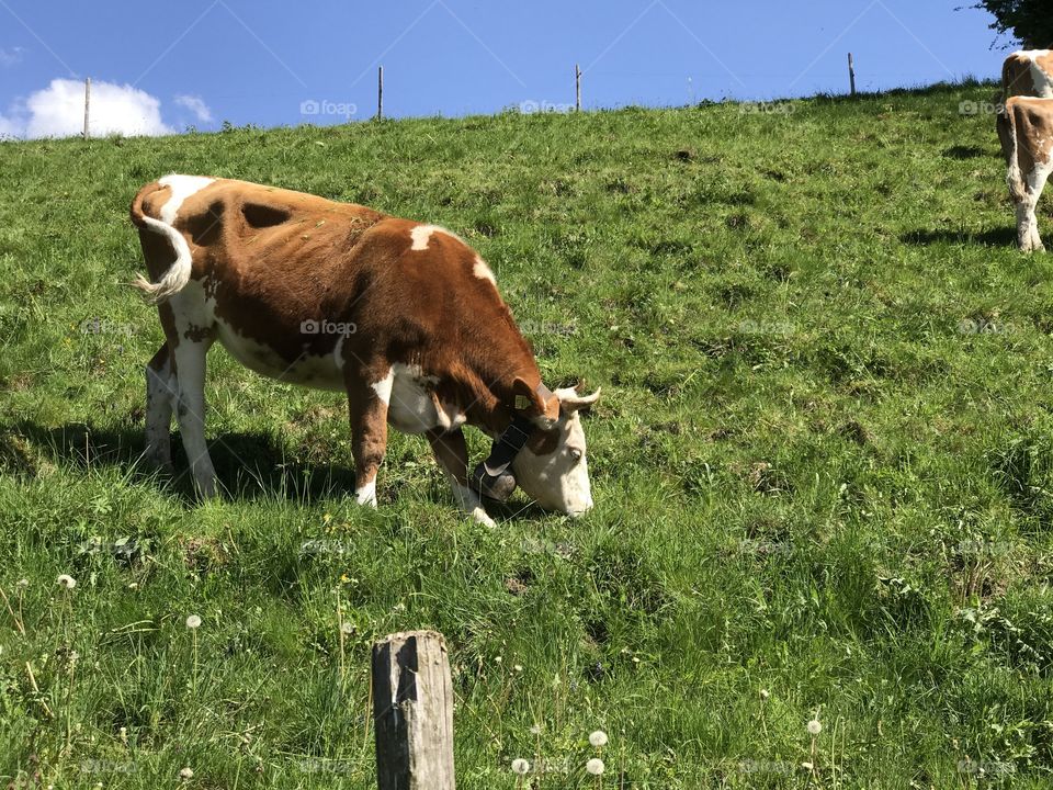 Brown and white cow grazing in an open field in Gruyere, Switzerland. 