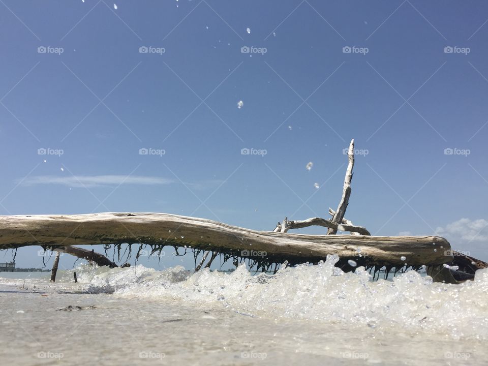 Driftwood 