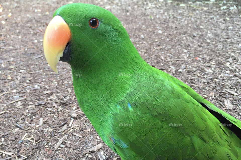 In spiritual terms, the color green implies beginnings, new growth, vibrant health, and other ideas connected with life, rebirth, and renewal. I like green.