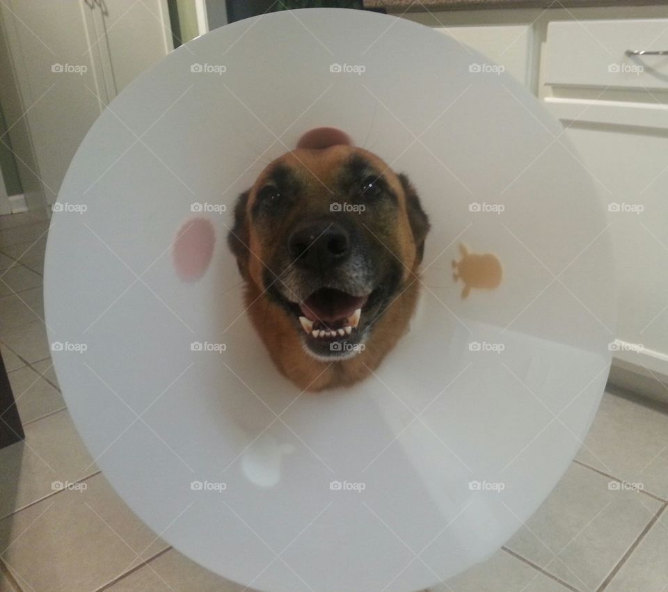 Cone off Shame. Jules after surgery