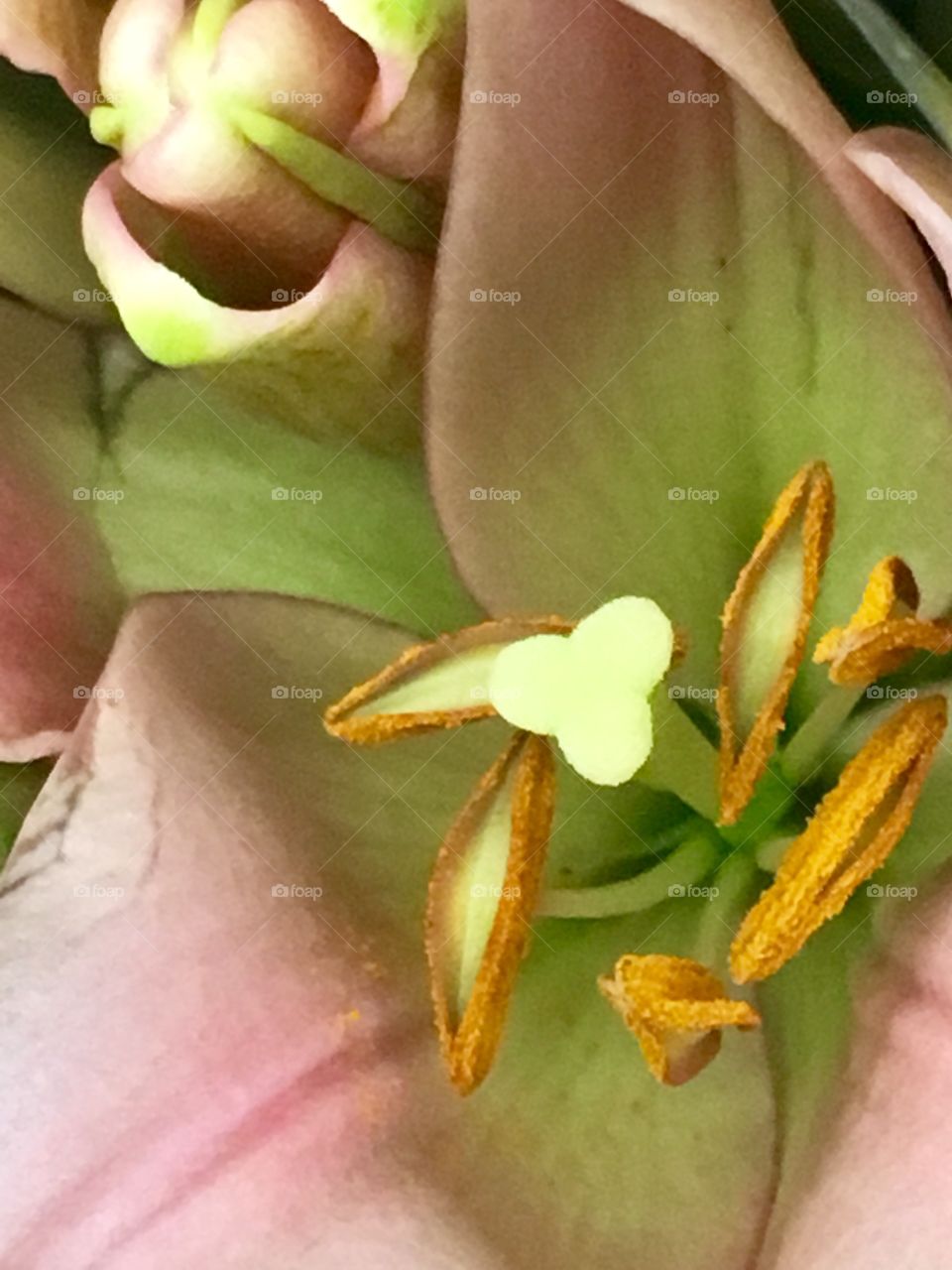 Close up lily 