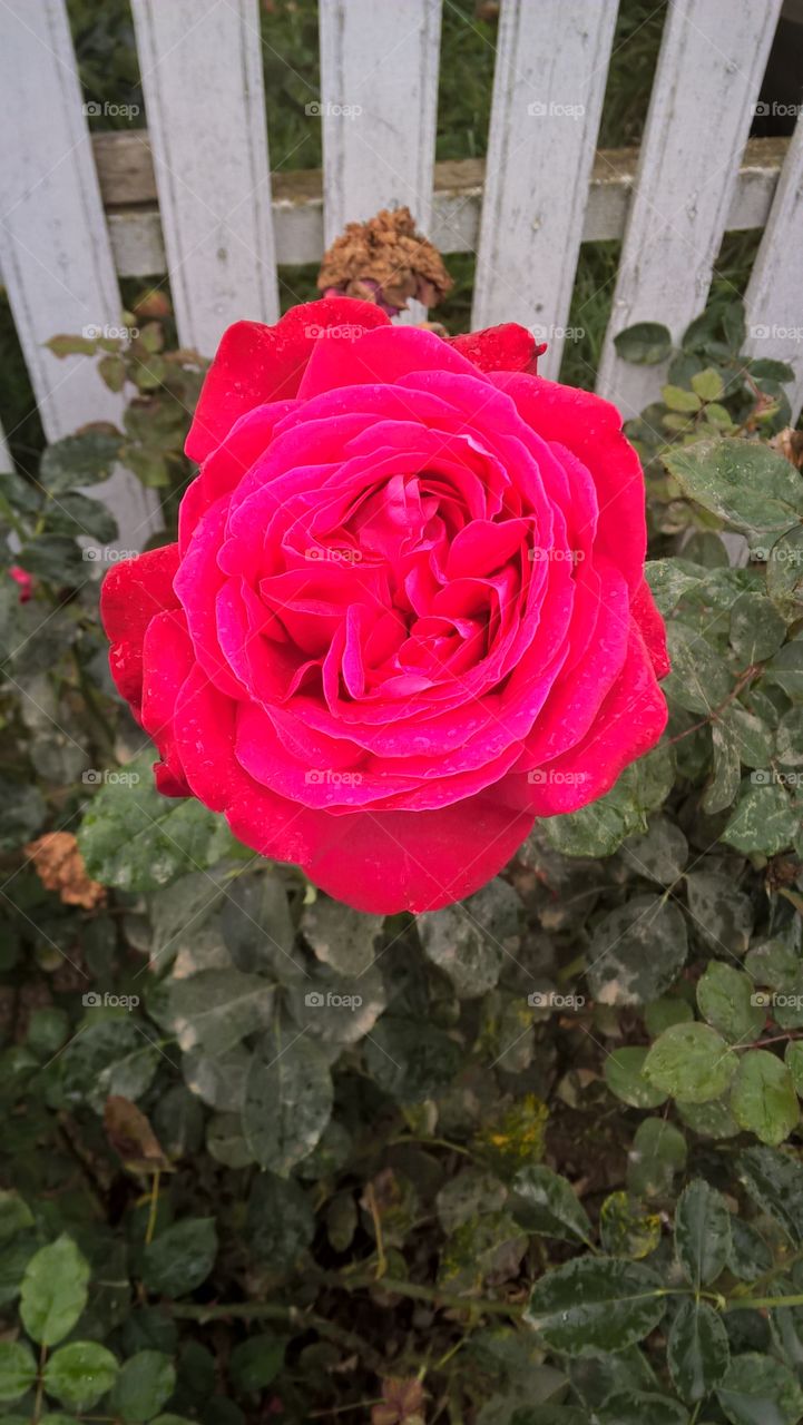 rose