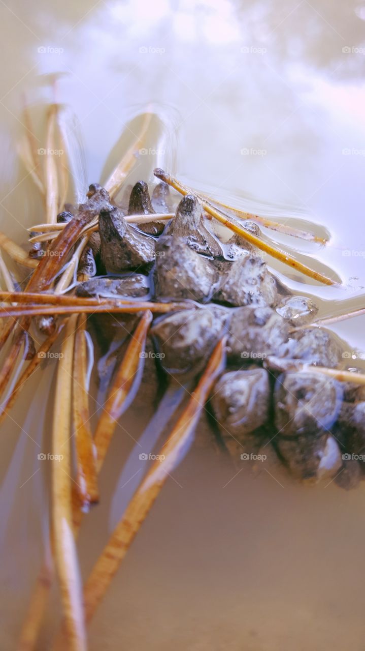 No Person, Food, Nature, Still Life, Wood