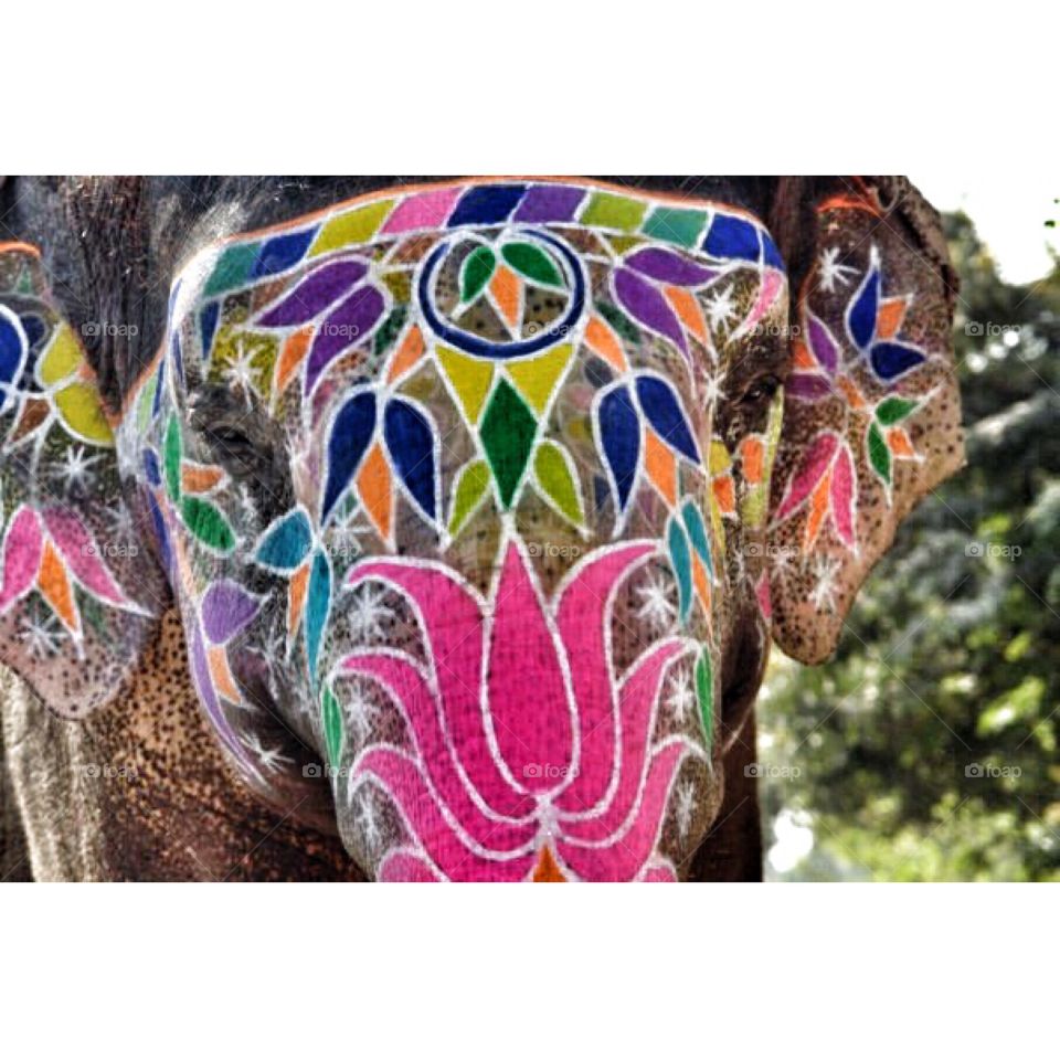 painted elephant, Indian wedding, India . painted elephant, Indian wedding, India 