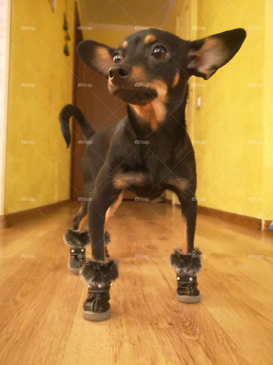 Dog in shoes