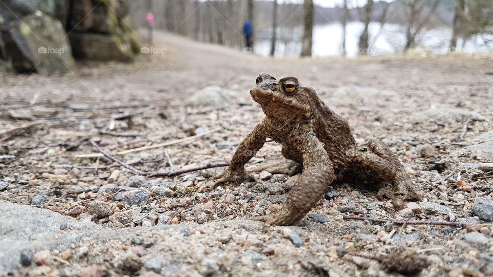 Camouflaged toad frog on the road in the forest   - vanlig padda groda på vägen i skogen 