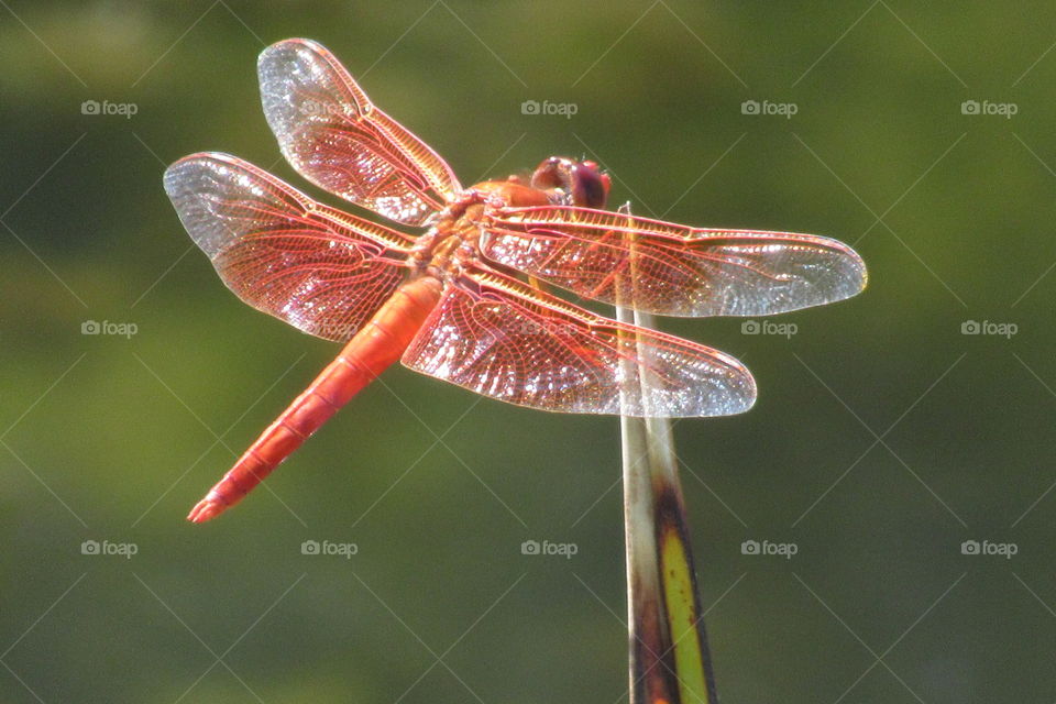 Red dragonfly