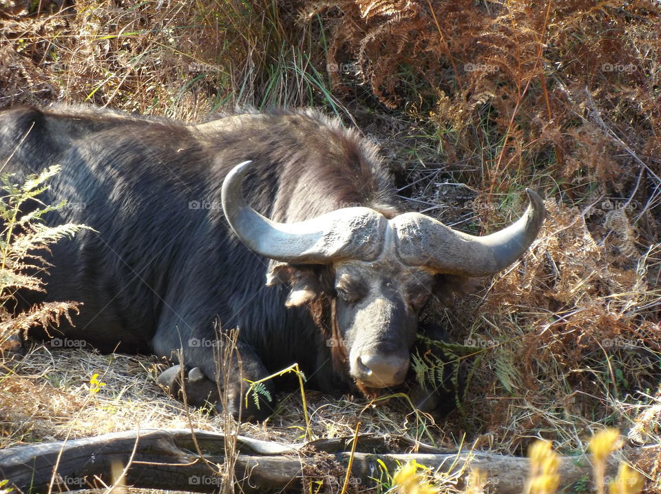 African water buffalo