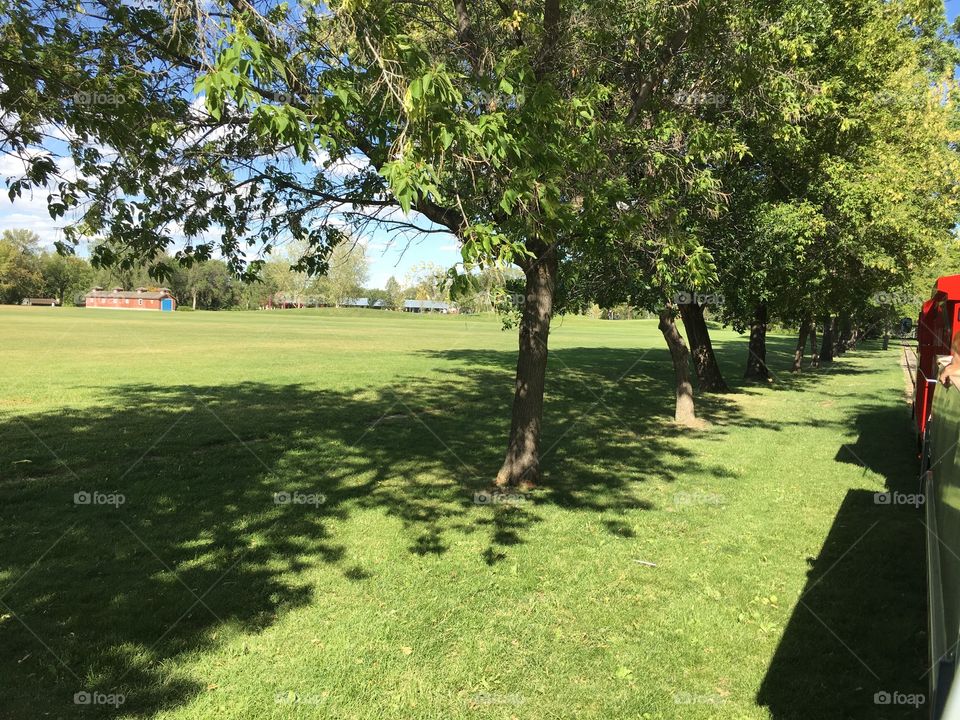 Tree, Landscape, Grass, Park, Lawn