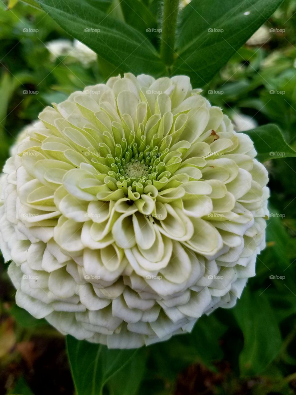 Nature, Flower, Flora, Leaf, Summer