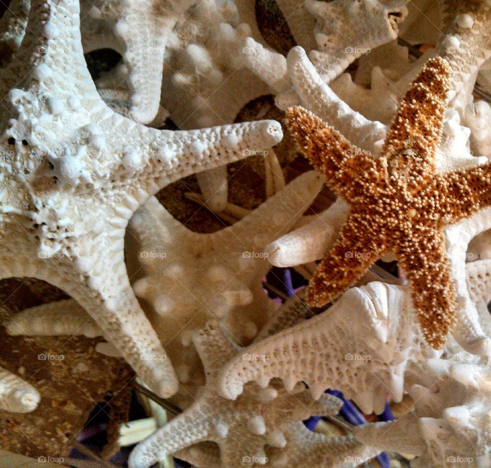 Starfish