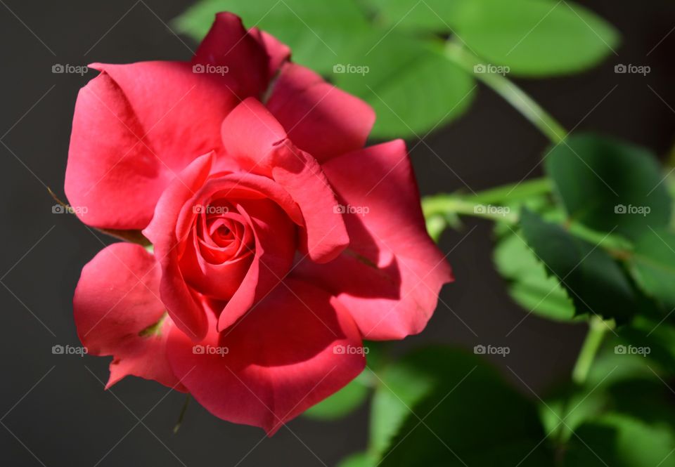 beautiful pink rose in the sunlight