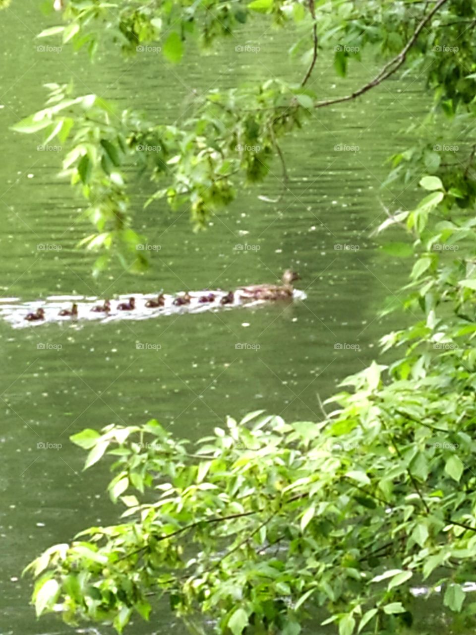 River.  A duck swims ahead, ducklings swim behind it