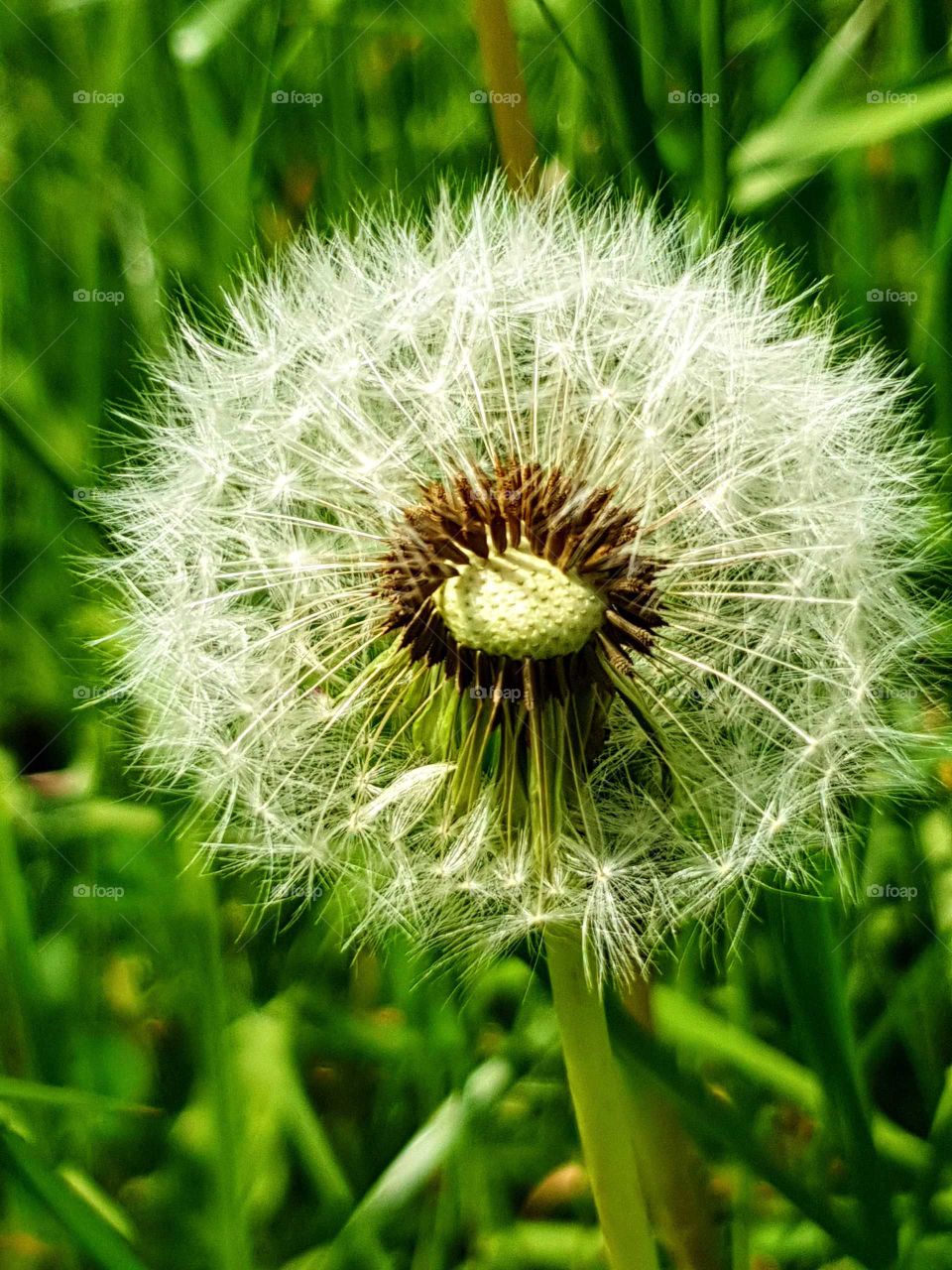 Dandelion