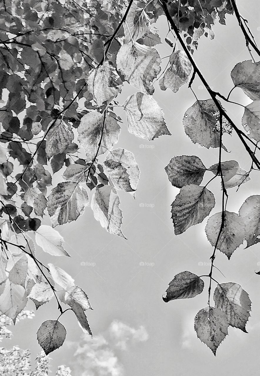 Birch leaves