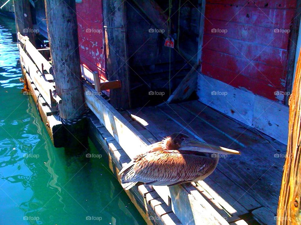 Monterey Bay Pelican
