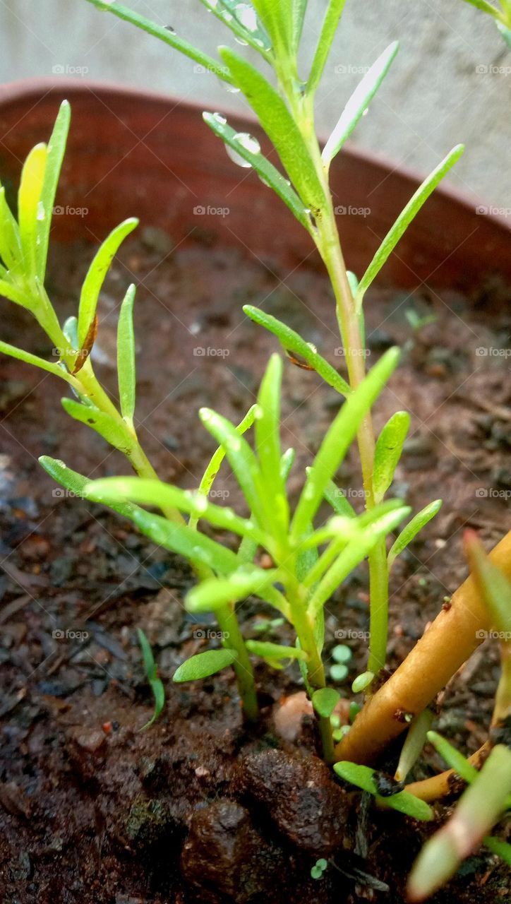 A small Laxman booty plant, drenched in rain,Looks beautiful, filled with joy.
Water droplets on its leaves, shine like pearls.