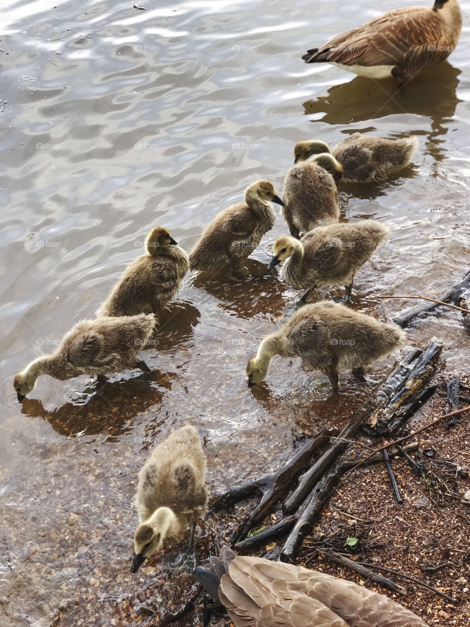 Baby geese