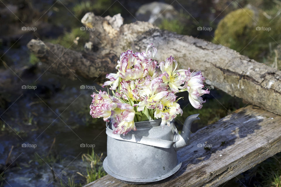 withered tulips