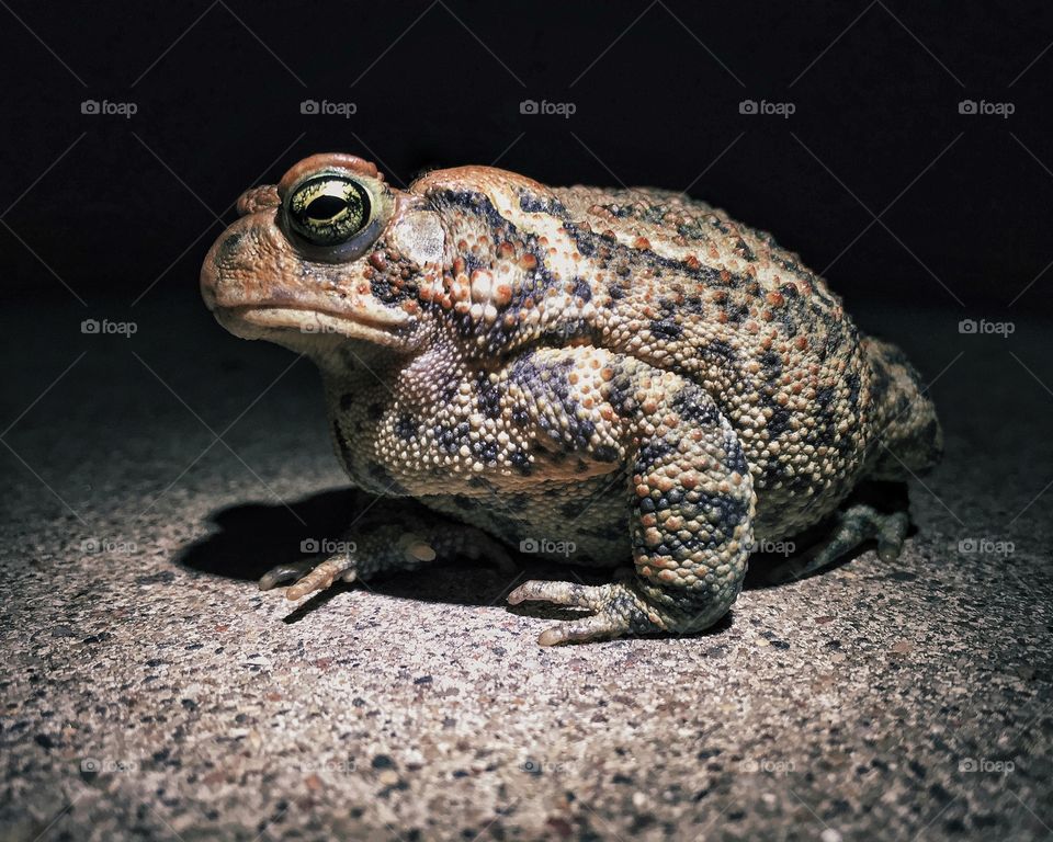 Toad at night