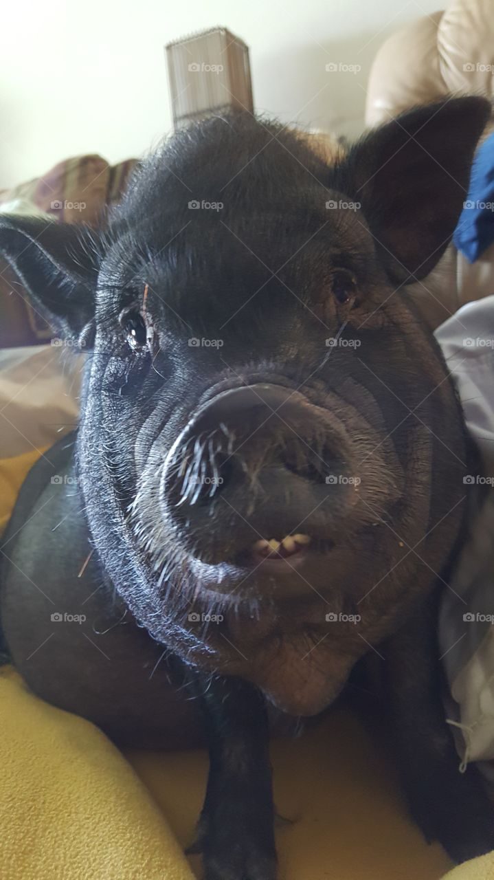 An adolescent pet potbelly pig looks at the camera. He has an underbite and almost looks like he's smiling.