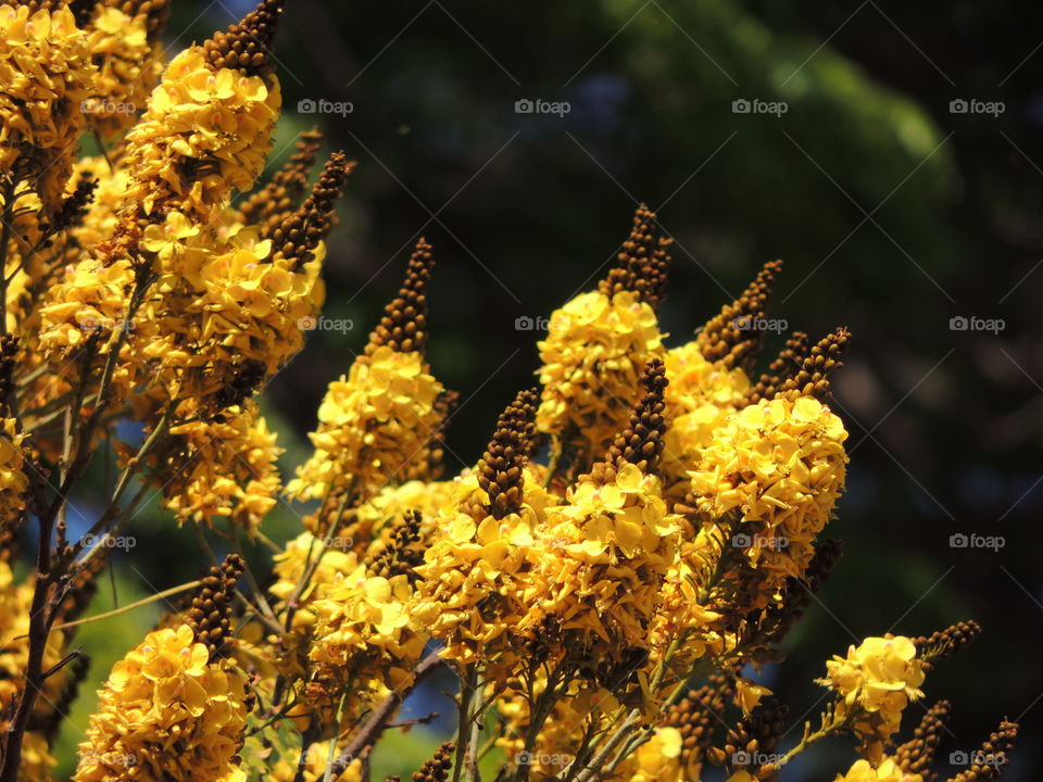 flowers  - tipuana tree