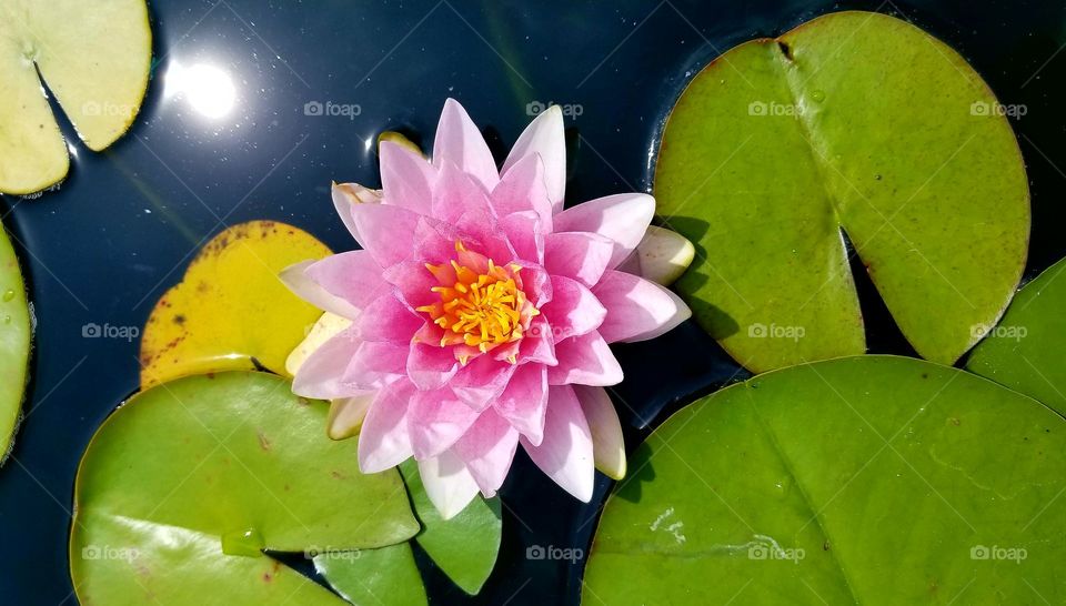 Pink Lotus