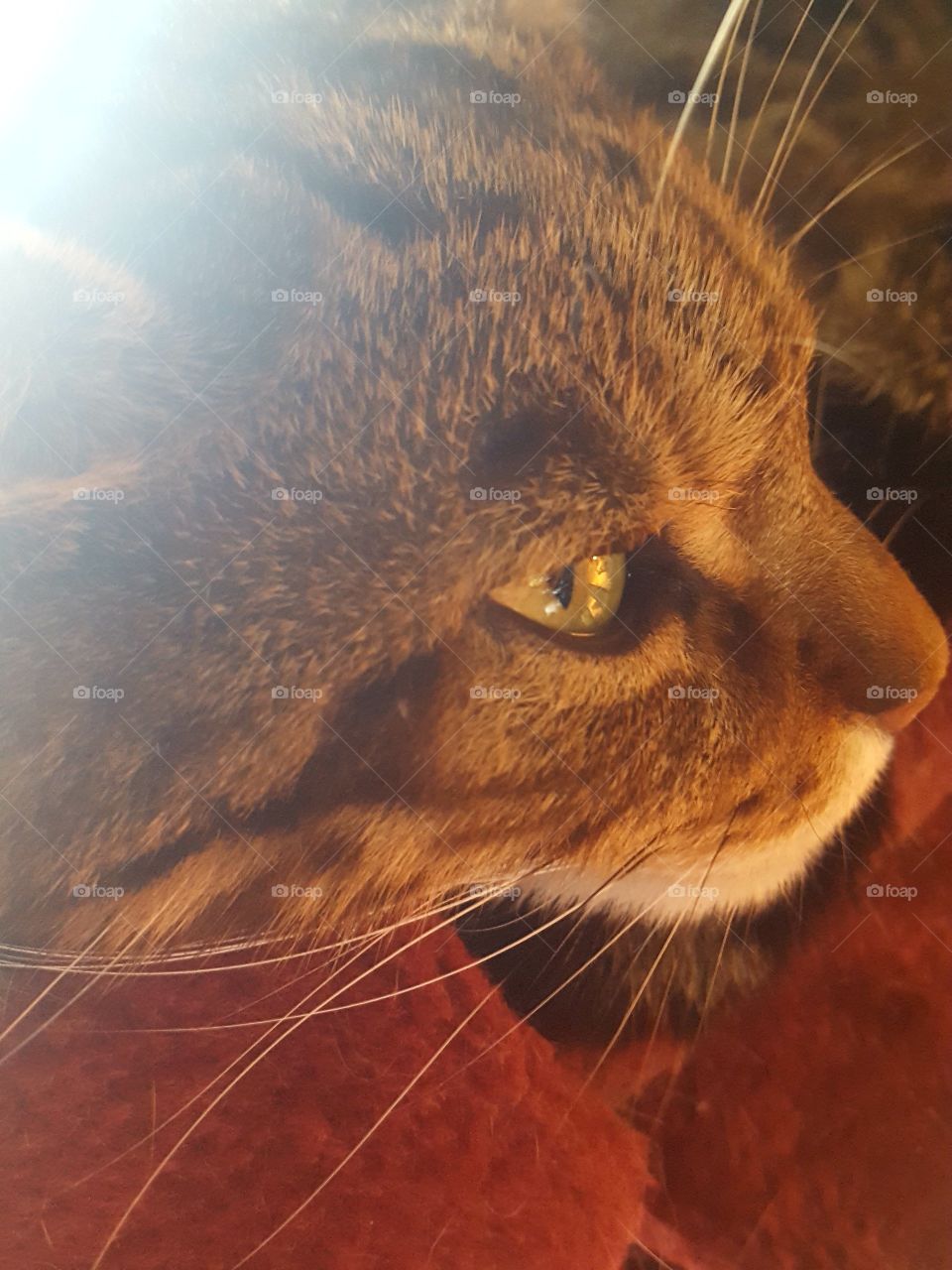 close up of Kitty OwO