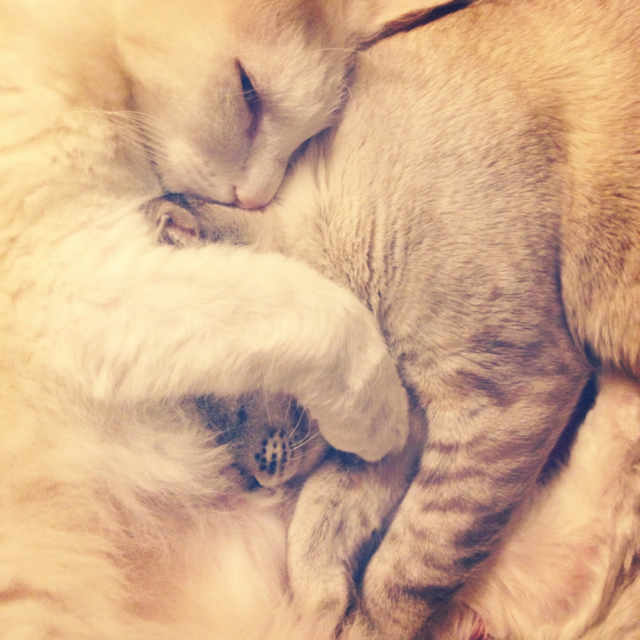 new york cat cats love by deemaabd