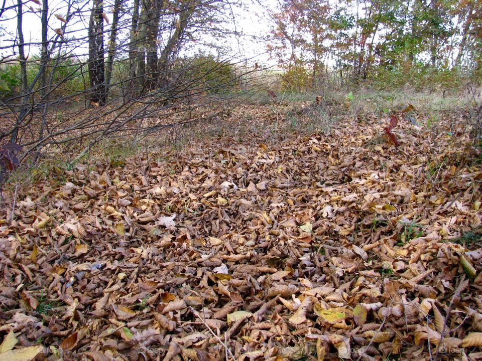 Autumn in the forest