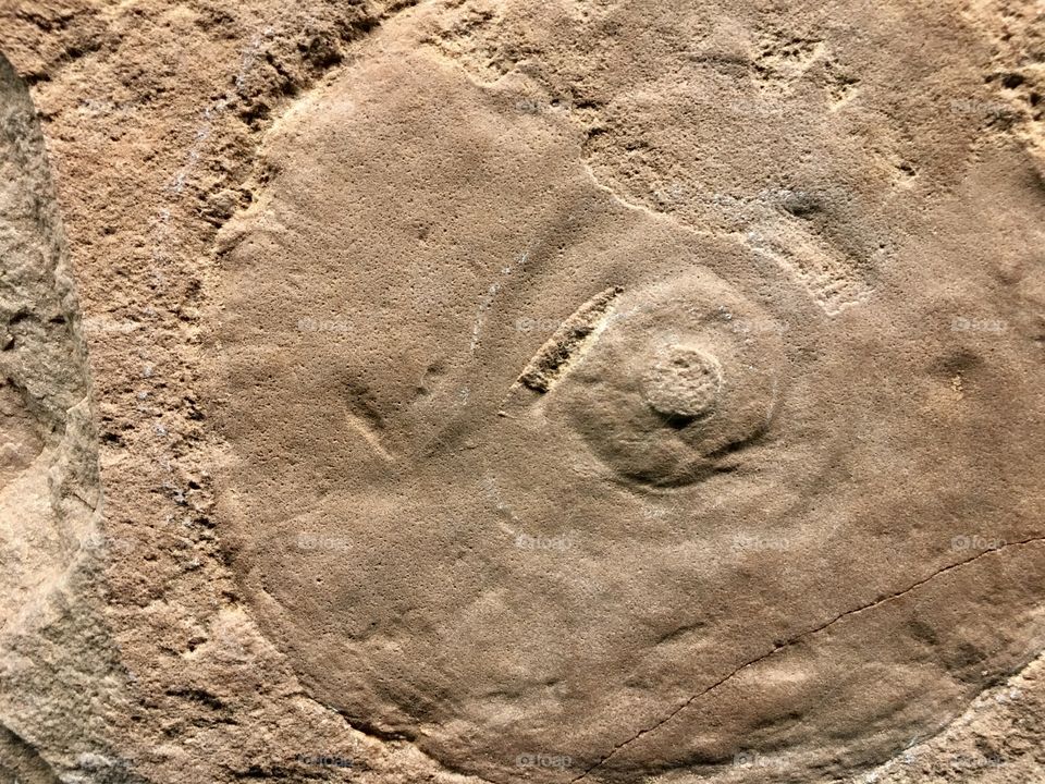 Fossil closeup on sandstone rock slab from ocean floor, marine biology, geology, earth sciences, education, and history, copy and text space