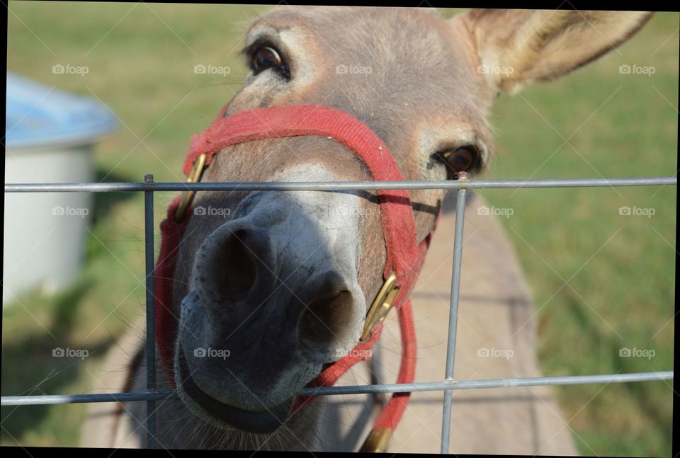 Close-up of a donkey