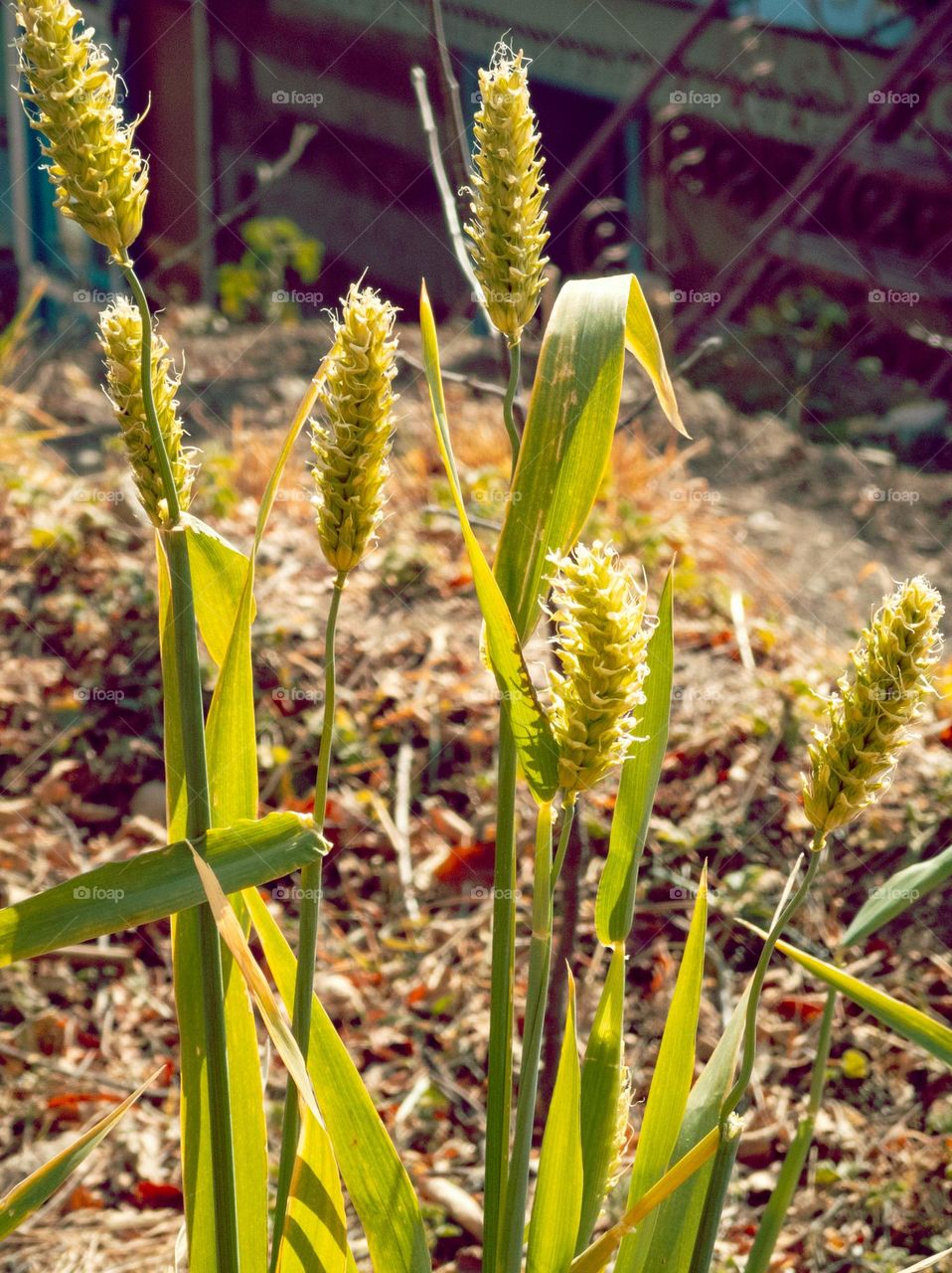potrait of barley wintergreen