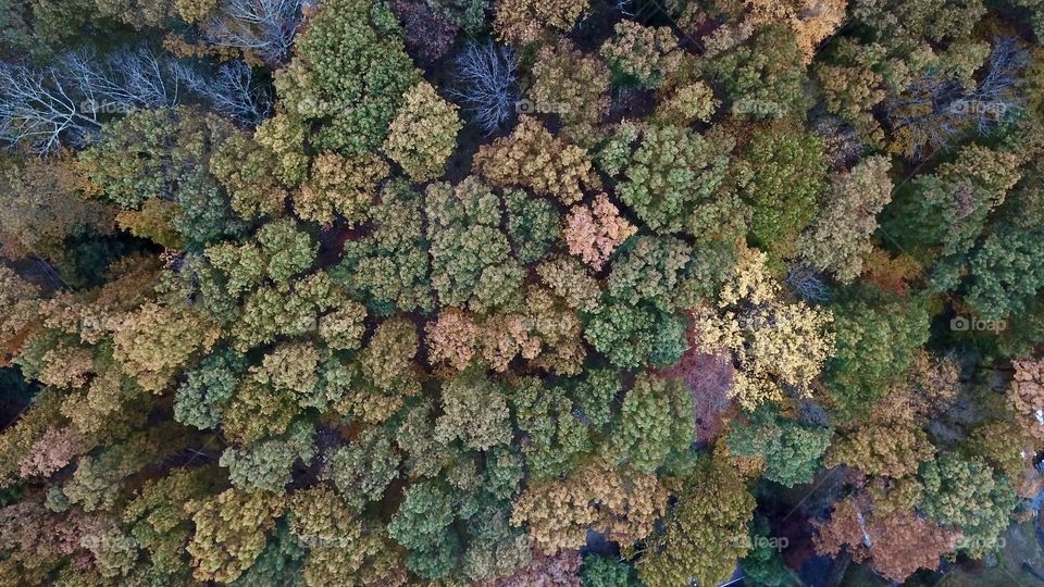 Colorful trees in the fall