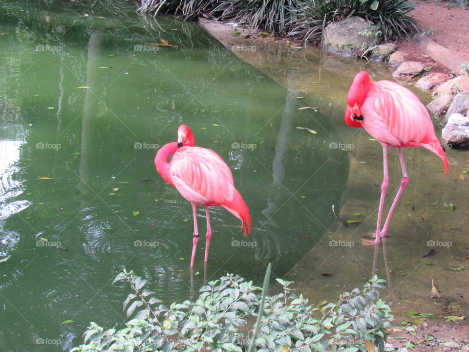 Zoológico SP